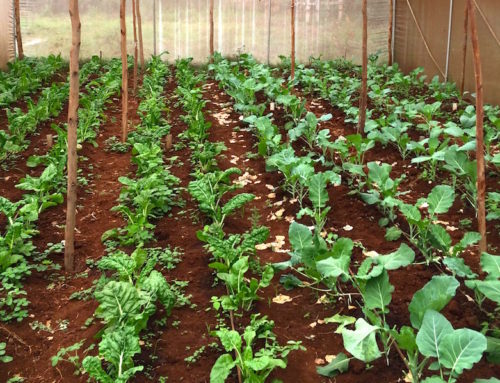 5 Reasons Drip Irrigation Is a Big Win for Small-Scale Farmers